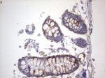 DOCK8 Antibody in Immunohistochemistry (Paraffin) (IHC (P))