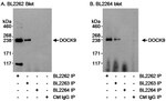 DOCK9 Antibody in Immunoprecipitation (IP)