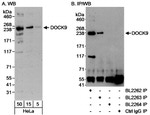 DOCK9 Antibody in Western Blot (WB)
