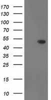 DOK2 Antibody in Western Blot (WB)