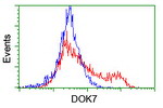 DOK7 Antibody in Flow Cytometry (Flow)