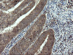 DOK7 Antibody in Immunohistochemistry (Paraffin) (IHC (P))