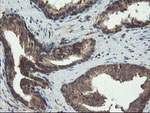 DOK7 Antibody in Immunohistochemistry (Paraffin) (IHC (P))