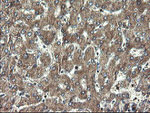 DOK7 Antibody in Immunohistochemistry (Paraffin) (IHC (P))