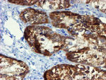 DOK7 Antibody in Immunohistochemistry (Paraffin) (IHC (P))