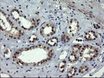 DOK7 Antibody in Immunohistochemistry (Paraffin) (IHC (P))