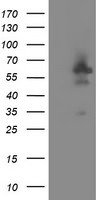 DOK7 Antibody in Western Blot (WB)