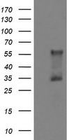 DOK7 Antibody in Western Blot (WB)