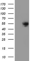 DOK7 Antibody in Western Blot (WB)