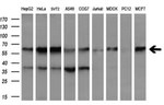 DOK7 Antibody in Western Blot (WB)