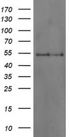 DOK7 Antibody in Western Blot (WB)