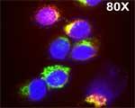 MPO Antibody in Immunocytochemistry (ICC/IF)