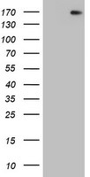 DOT1L Antibody in Western Blot (WB)