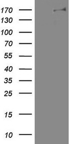 DOT1L Antibody in Western Blot (WB)