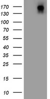 DOT1L Antibody in Western Blot (WB)