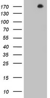 DOT1L Antibody in Western Blot (WB)