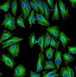 Rat IgG (H+L) Highly Cross-Adsorbed Secondary Antibody in Immunocytochemistry (ICC/IF)