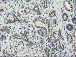 DPH2 Antibody in Immunohistochemistry (Paraffin) (IHC (P))