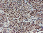 DPH2 Antibody in Immunohistochemistry (Paraffin) (IHC (P))