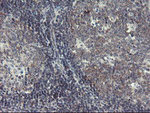 DPH2 Antibody in Immunohistochemistry (Paraffin) (IHC (P))