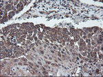 DPH2 Antibody in Immunohistochemistry (Paraffin) (IHC (P))