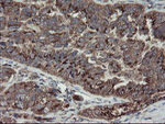 DPH2 Antibody in Immunohistochemistry (Paraffin) (IHC (P))