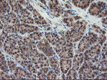 DPH2 Antibody in Immunohistochemistry (Paraffin) (IHC (P))