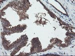 DPH2 Antibody in Immunohistochemistry (Paraffin) (IHC (P))