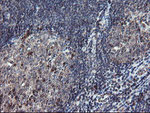 DPH2 Antibody in Immunohistochemistry (Paraffin) (IHC (P))