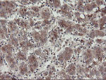 DPH2 Antibody in Immunohistochemistry (Paraffin) (IHC (P))