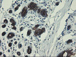 DPH2 Antibody in Immunohistochemistry (Paraffin) (IHC (P))