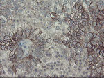 DPH2 Antibody in Immunohistochemistry (Paraffin) (IHC (P))