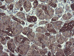 DPH2 Antibody in Immunohistochemistry (Paraffin) (IHC (P))