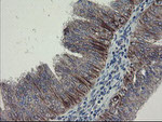 DPH2 Antibody in Immunohistochemistry (Paraffin) (IHC (P))