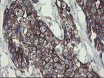 DPH2 Antibody in Immunohistochemistry (Paraffin) (IHC (P))