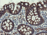 DPH2 Antibody in Immunohistochemistry (Paraffin) (IHC (P))