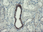 DPH2 Antibody in Immunohistochemistry (Paraffin) (IHC (P))