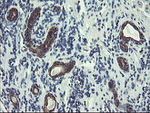 DPH2 Antibody in Immunohistochemistry (Paraffin) (IHC (P))