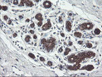 DPH2 Antibody in Immunohistochemistry (Paraffin) (IHC (P))