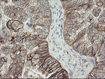 DPH2 Antibody in Immunohistochemistry (Paraffin) (IHC (P))