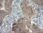 DPH2 Antibody in Immunohistochemistry (Paraffin) (IHC (P))