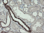 DPH2 Antibody in Immunohistochemistry (Paraffin) (IHC (P))