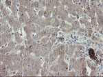 DPH2 Antibody in Immunohistochemistry (Paraffin) (IHC (P))