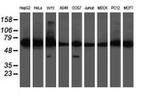 DPH2 Antibody in Western Blot (WB)