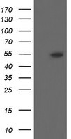 DPH2 Antibody in Western Blot (WB)