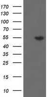 DPH2 Antibody in Western Blot (WB)