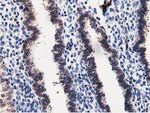 DPP3 Antibody in Immunohistochemistry (Paraffin) (IHC (P))