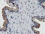 DPP3 Antibody in Immunohistochemistry (Paraffin) (IHC (P))