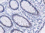 DPP3 Antibody in Immunohistochemistry (Paraffin) (IHC (P))