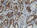 DPP3 Antibody in Immunohistochemistry (Paraffin) (IHC (P))